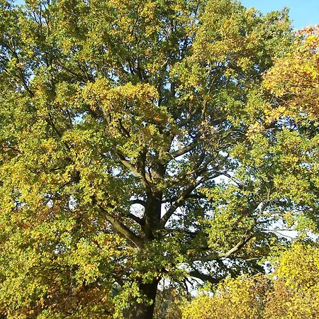 Kemberg-kleines Haus Am Wald * Kemberg